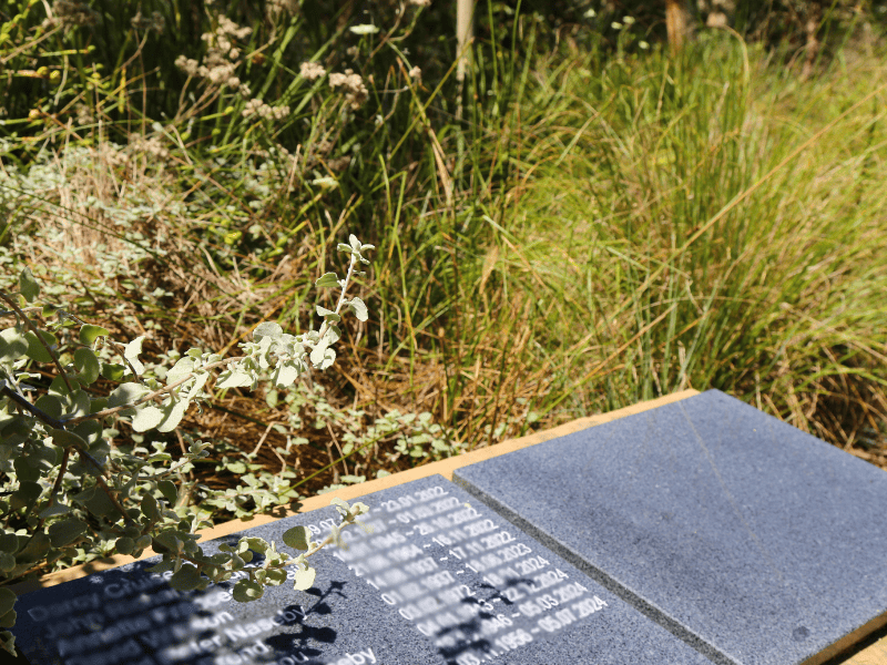 Close-up of a stone memorial plaque at frenchs forest bushland cemetery with engraved names and dates blurred, surrounded by lush green grass and small plants in sunlight. Calm, reflective mood.