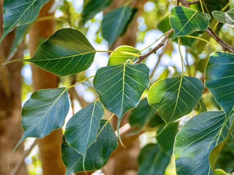 Bodhi leaves (800 x 600)