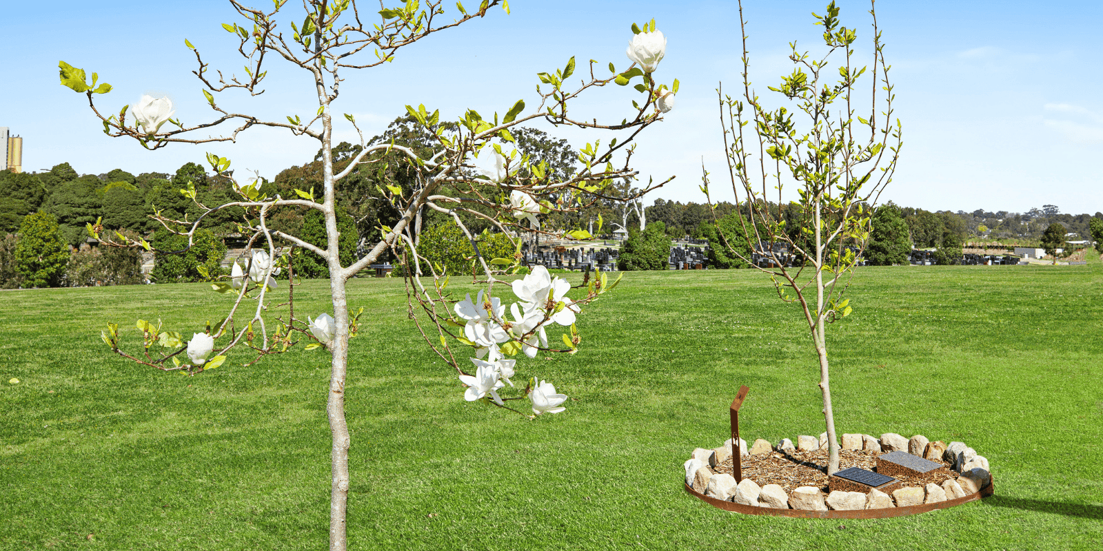 Two young flowering living legacy trees at Macquarie park cemetery with white blossoms stand on a green lawn under a blue sky. One tree is surrounded by a circle of stones, creating a peaceful, natural scene.