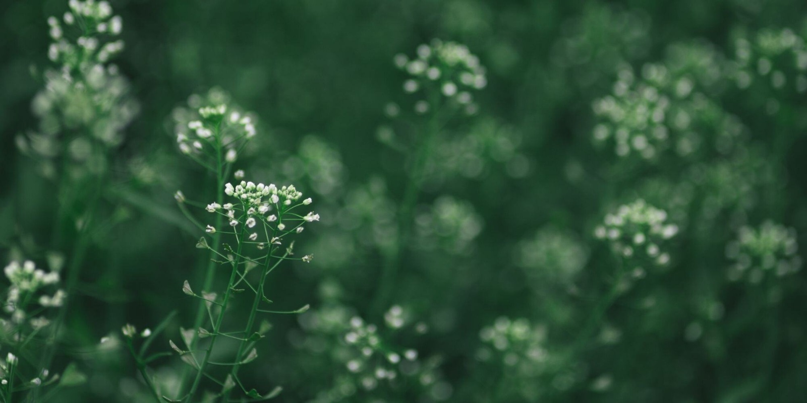 Flowers-1600x800