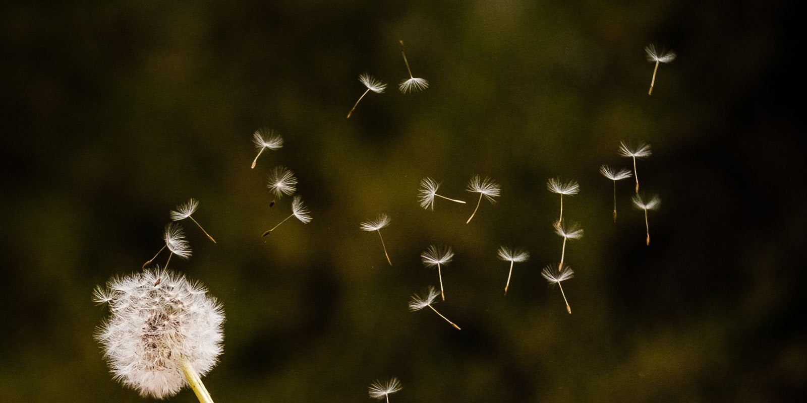 SP-deandelion_flower