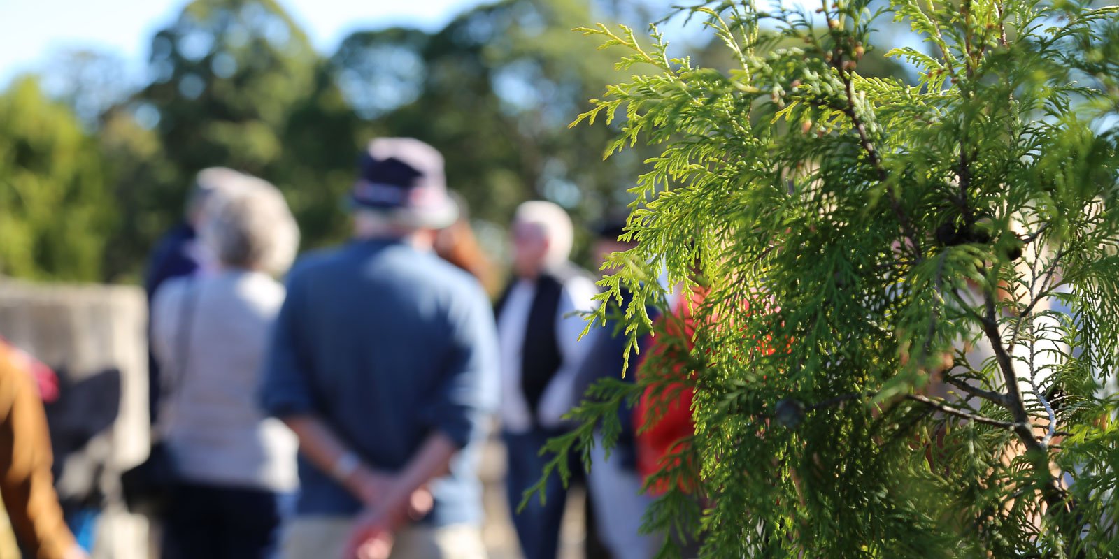 Green tree in focus with cemetery tour group blurred in the background at a heritage site at Rookwood Cemetery