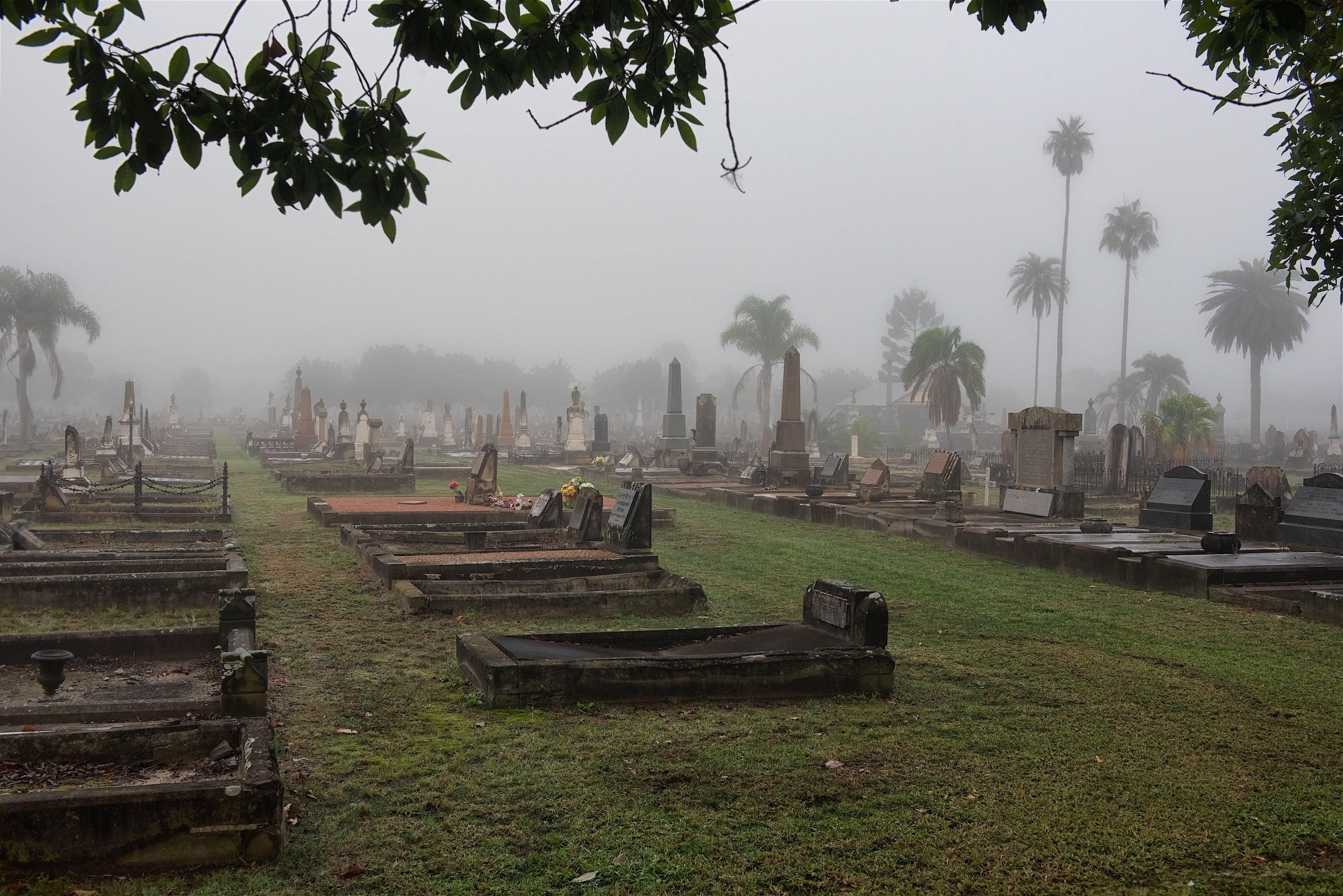 Foggy cemetery with rows of tombstones and palm trees, shrouded in mist. Overcast sky adds a somber, eerie atmosphere, with dark green grass.