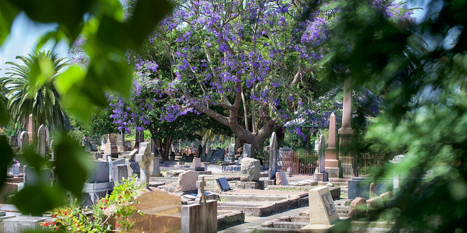 Serene cemetery with purple-flowered jacaranda tree and palm in background. Weathered gravestones framed by green leaves, creating a peaceful scene.