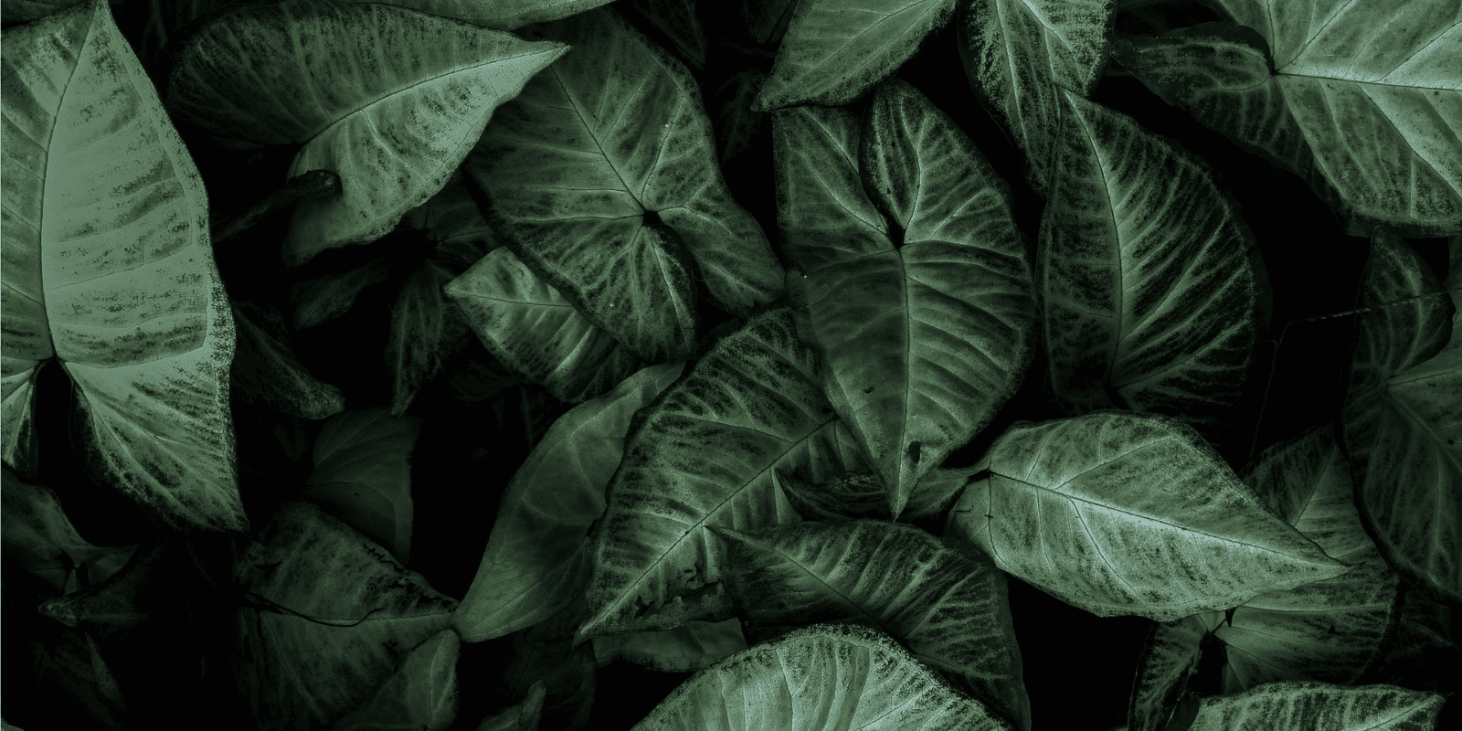 SP-Green-leaves-1600x800