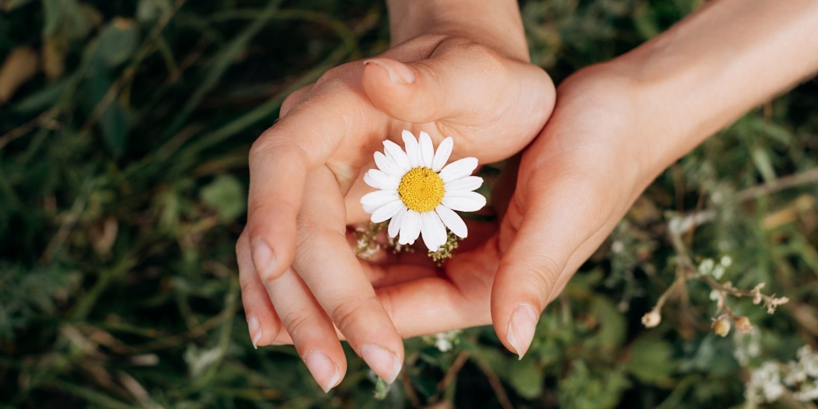Two hands gently holding a small white daisy with a yellow centre, symbolising care, remembrance and connection.