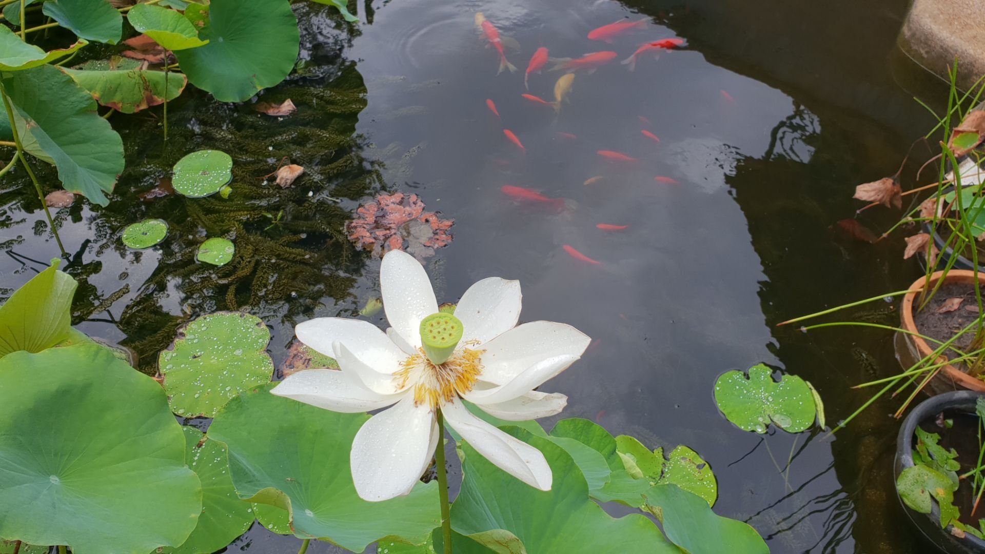 A serene pond with a white lotus in bloom, surrounded by green leaves. Orange fish swim beneath the water's surface, conveying a peaceful atmosphere.