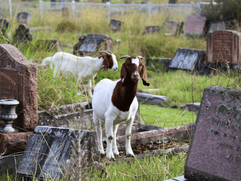 A goat grazing grass to maintain the garden in a sustainable and eco friendly way.