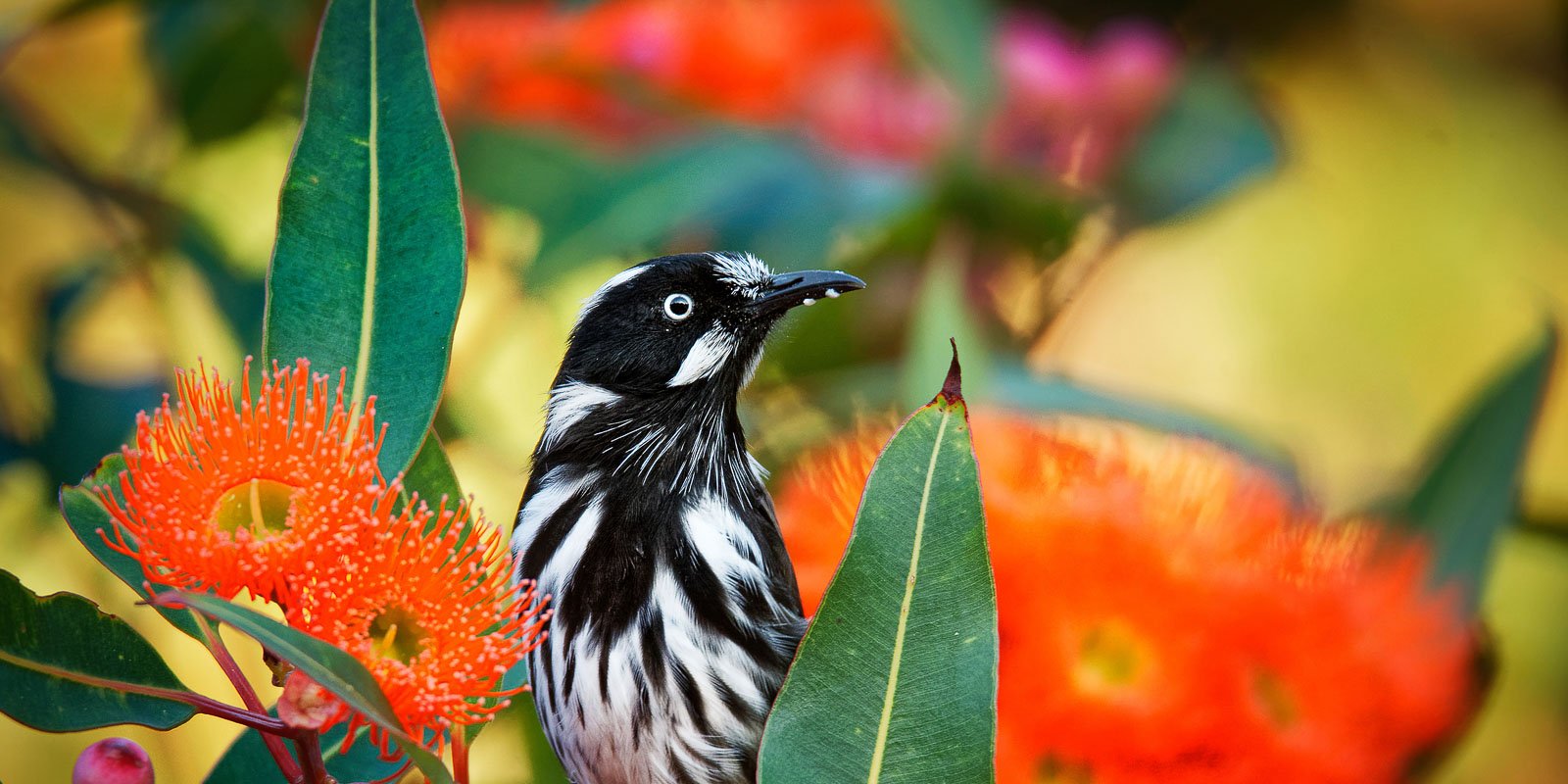 A black and white bird perches among vibrant orange blossoms and green leaves at Mary Gilmore Garden in Woronora Memorial Park.