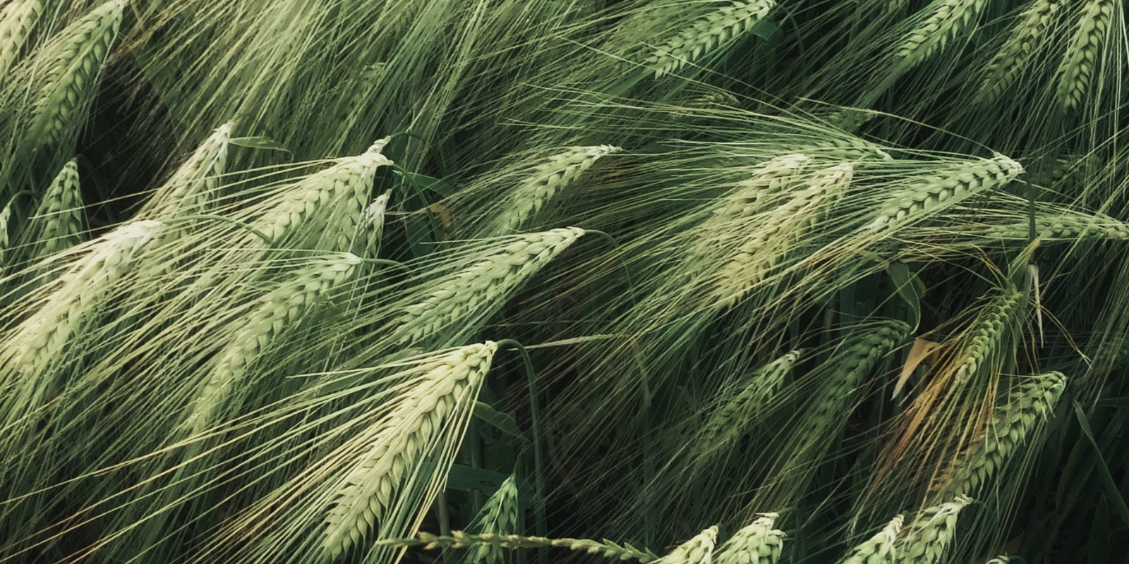 green plant
