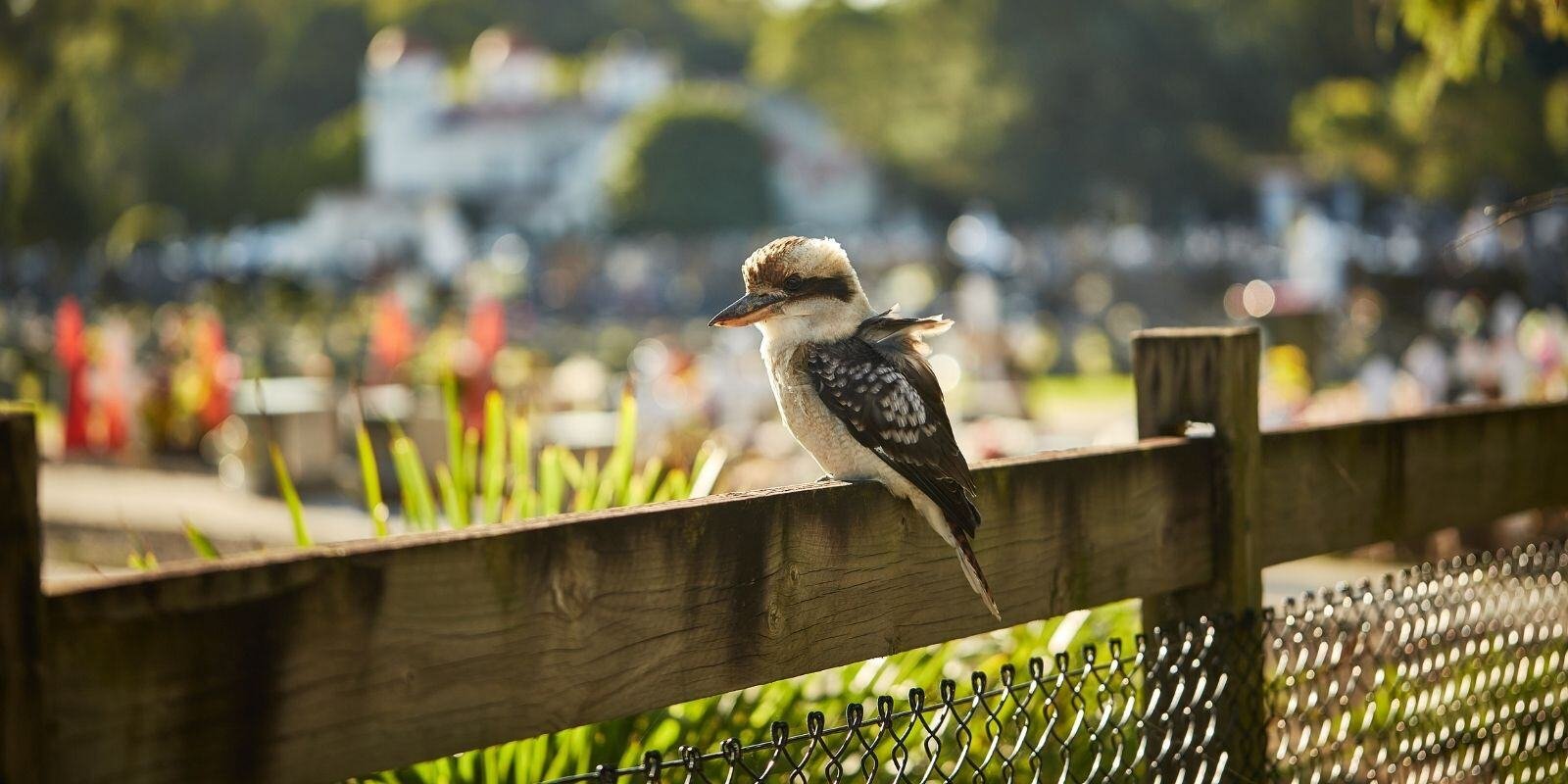Kookaburra