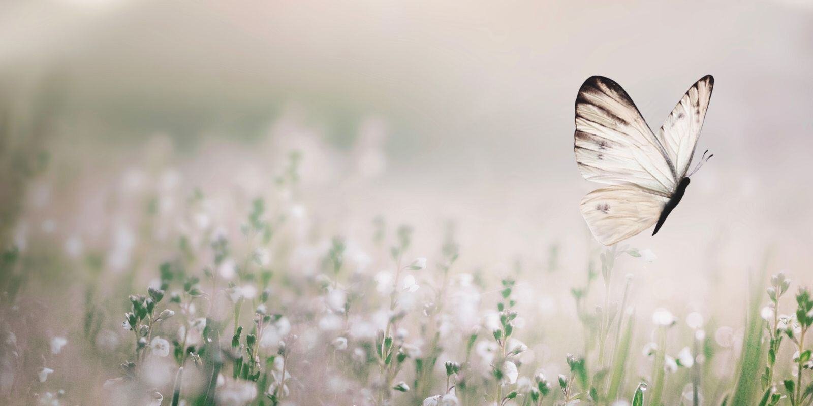 Soft-focus image of a white butterfly hovering above delicate flowers in a serene field.