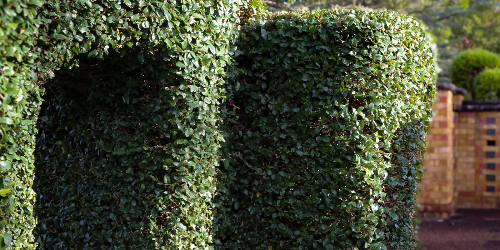 Manicured green hedge forming a narrow passage, with sunlight creating a dappled effect. A memorial niche wall at Rookwood Crematorium is visible in the background.