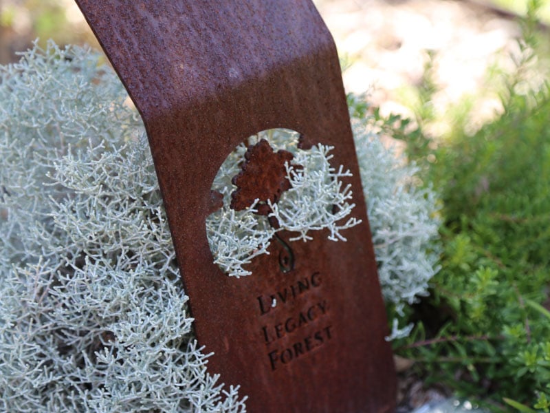 Rustic metal sign with "Living Legacy Forest" text, set among lush greenery and white foliage at Frenchs Forest Bushland Cemetery.