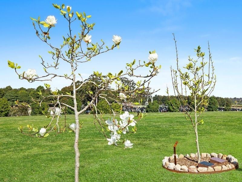 Living legacy trees mpcc