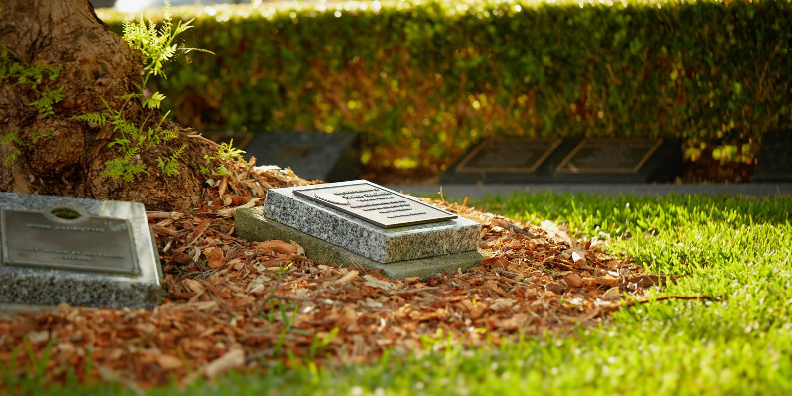 Two memorial plaques at the base of a tree at Eastern Suburbs Memorial Park