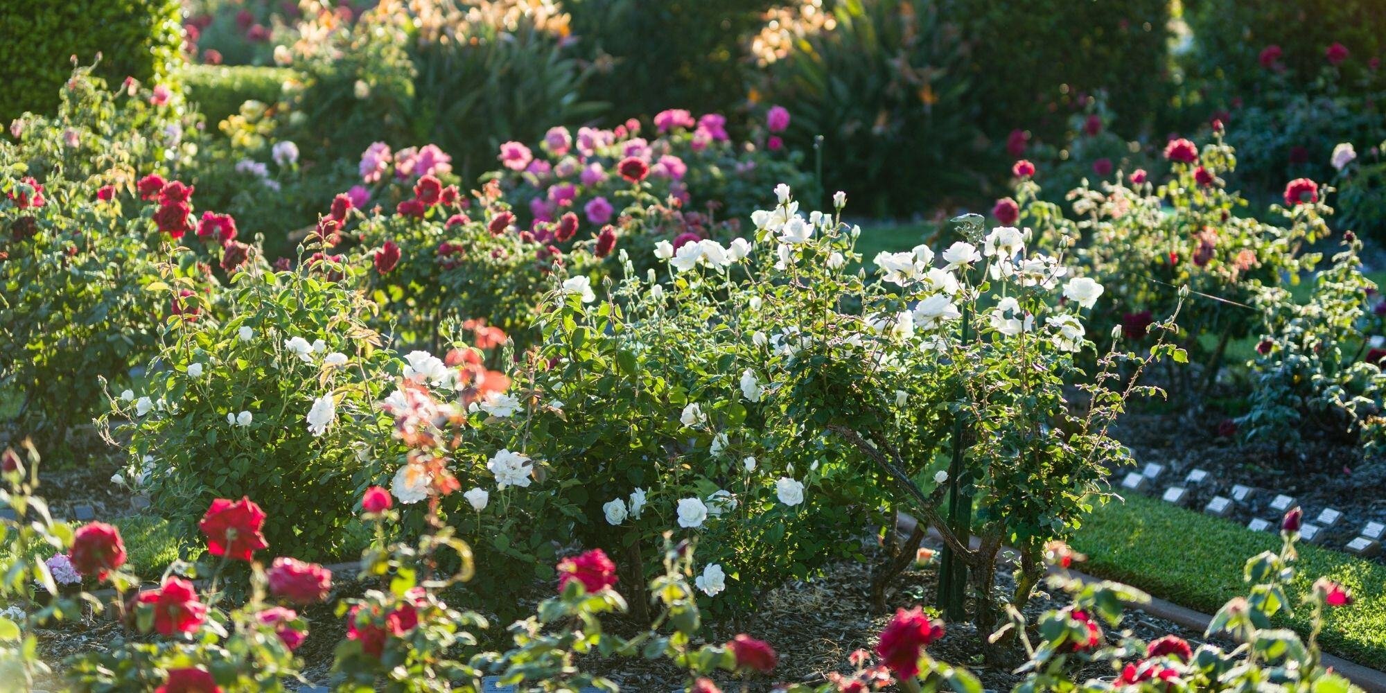 wmp rose garden