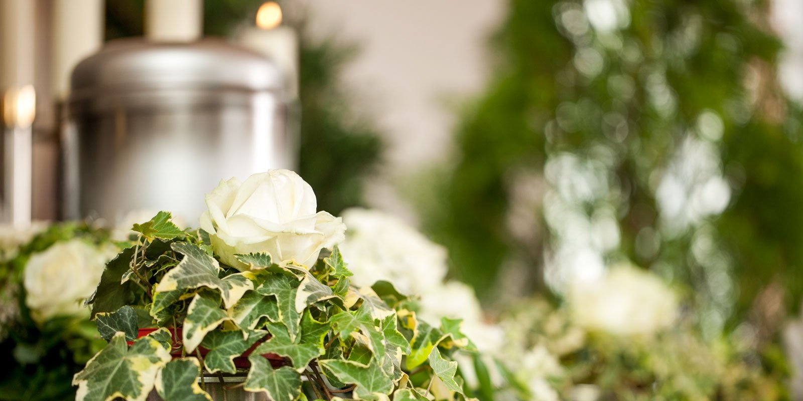 A close up angle of lush green leaves with a with rose, surrounded by a blurred background of urn and candles