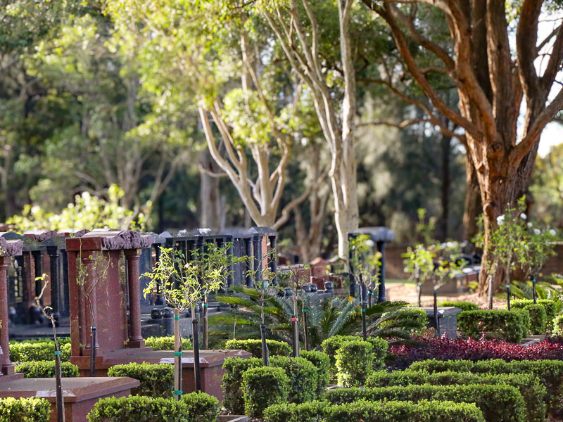 Serene memorial park scene with lush greenery, manicured hedges, and ornate granite cremation ash monuments with tall trees providing shade at Rookwood General Cemetery and Crematorium.